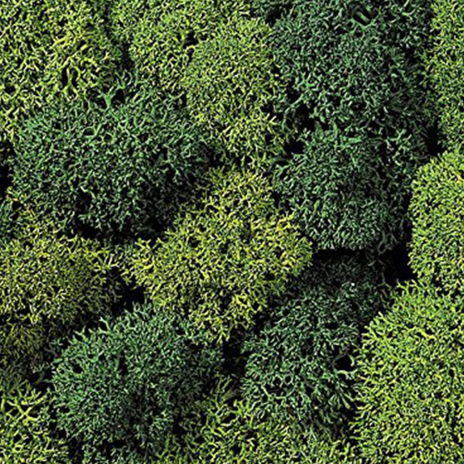 Muschio lichene atossico e privo di acidi per decorazioni e presepi da 500 g - 2