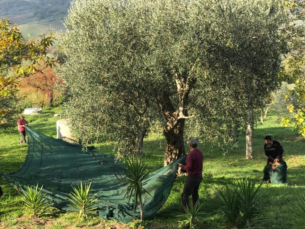 Rete a rotolo Pesante per la raccolta di Olive e Mandorle anti-spina - 3