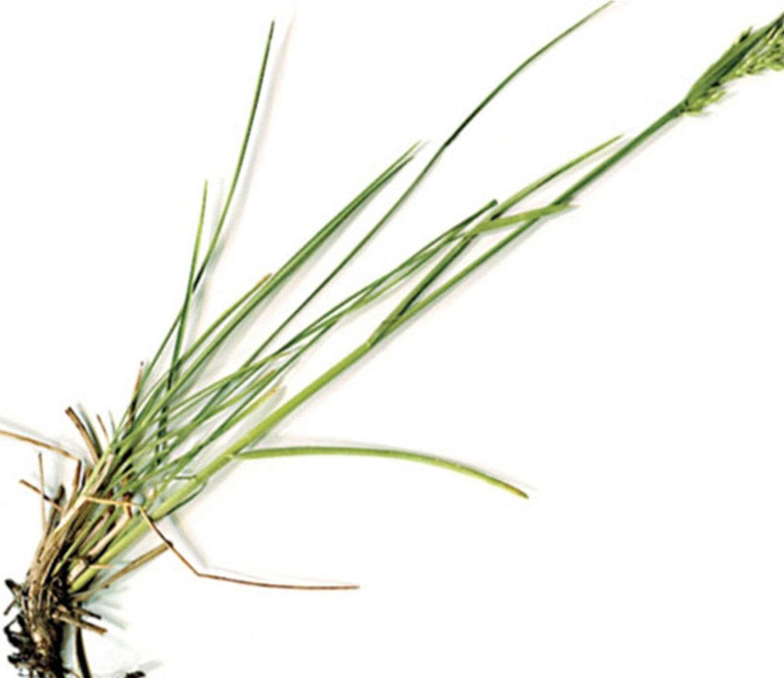Semi di Gramigna piante per orto e giardino coltivazione domestica e professionale kg 0.5 - 2