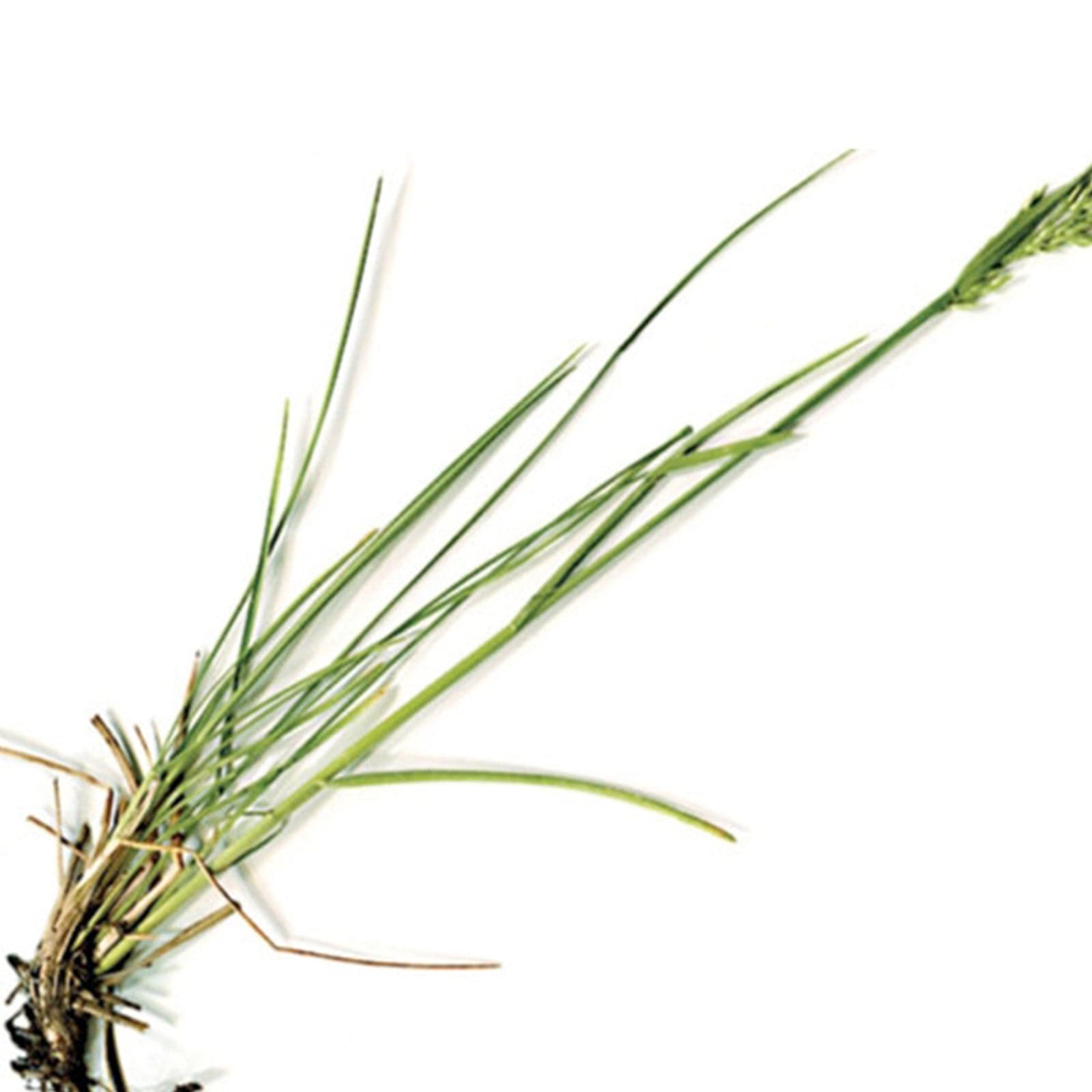 Semi di Gramigna piante per orto e giardino coltivazione domestica e professionale kg 0.5 - 2