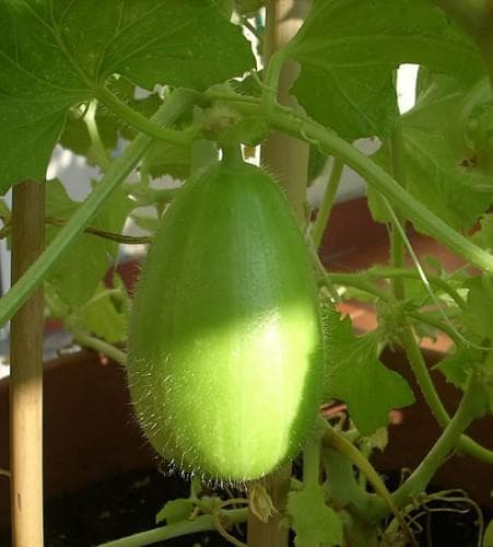 Semi di carosello "Spuredda leccese bianco" piante per orto e giardino - 2