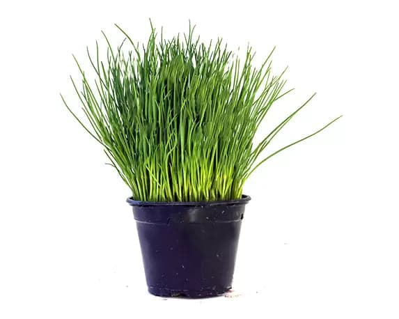 Semi di erba cipollina piante per orto e giardino coltivazione domestica e professionale - 2