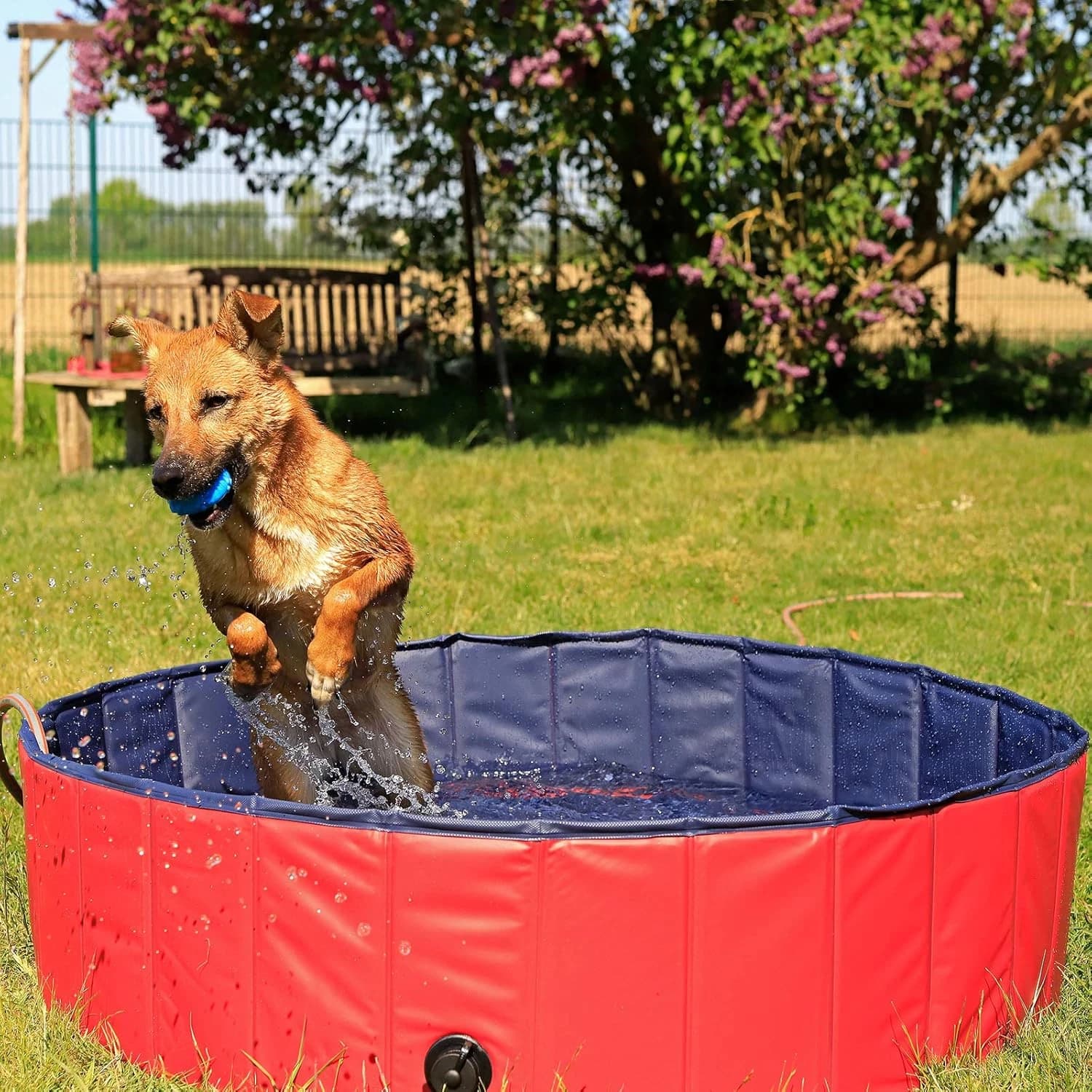 lionto Piscina per Cani pieghevole in PVC Piscinetta per Cani Bagno per Cani Piscina per Cani di diverse misure, (M) 120 cm Ø Altezza 30 cm Blu/Rosso | Dimensioni 35.00 × 35.00 × 15.00 cm | EAN 9200000182282