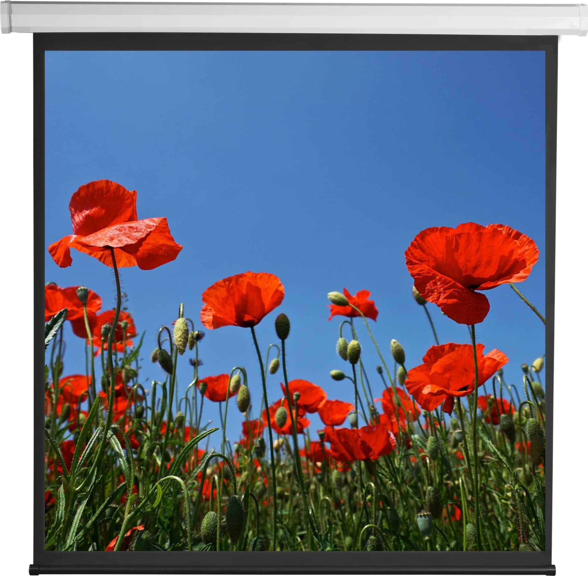 Schermo di Proiezione Motorizzato 112'' 200x200 PSA-112-2