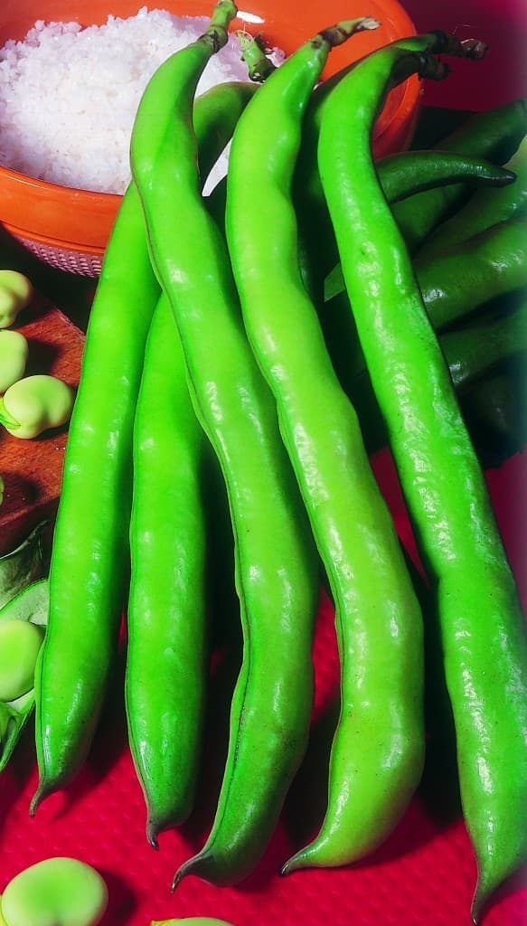 Fava Lunga delle Cascine-Tosca Kg 1 Seme SAIS - 2
