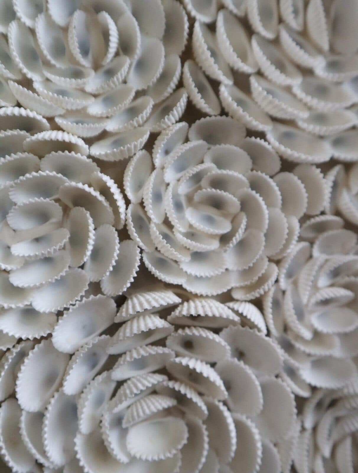 Specchio rotondo in conchiglie naturali Ø100 cm – Eleganza marina per i tuoi ambienti - 6