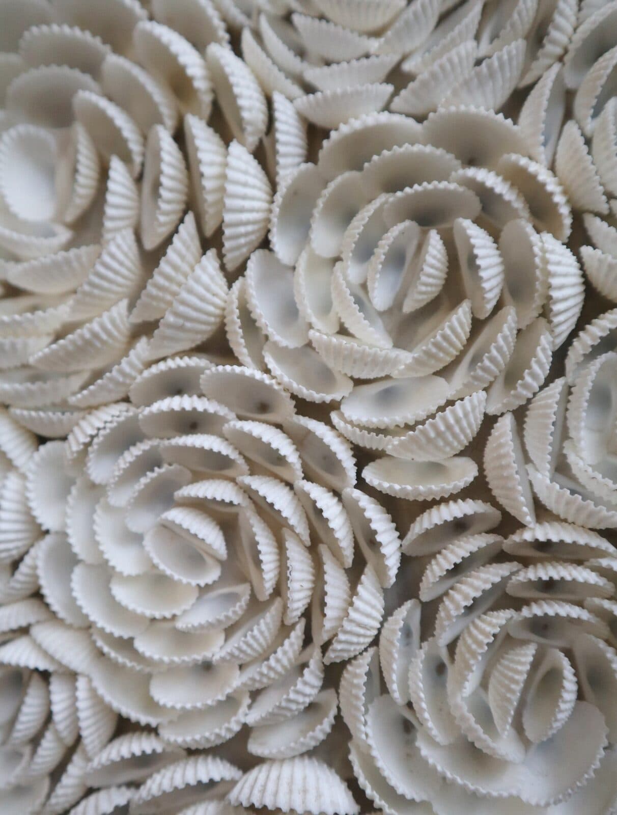 Specchio rotondo in conchiglie naturali Ø100 cm – Eleganza marina per i tuoi ambienti - 7