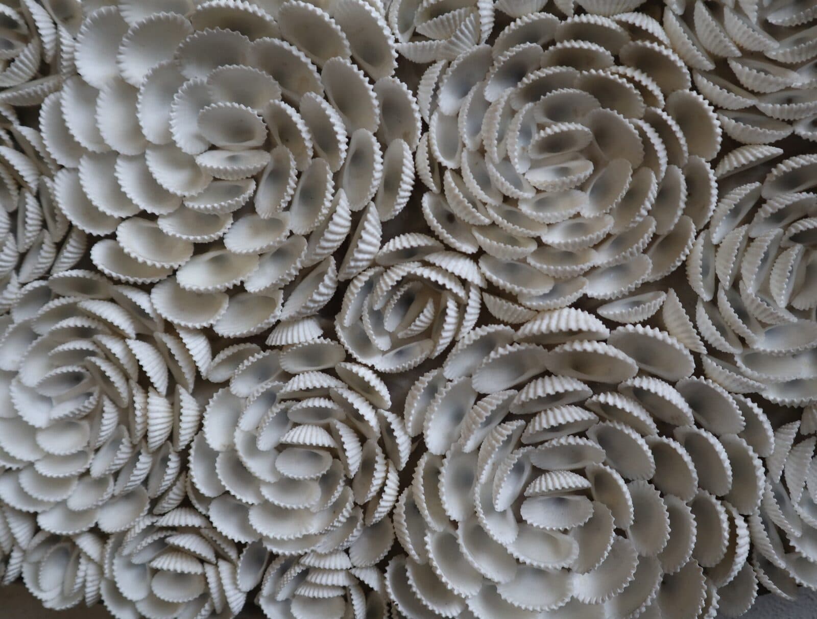 Specchio rotondo in conchiglie naturali Ø100 cm – Eleganza marina per i tuoi ambienti - 8