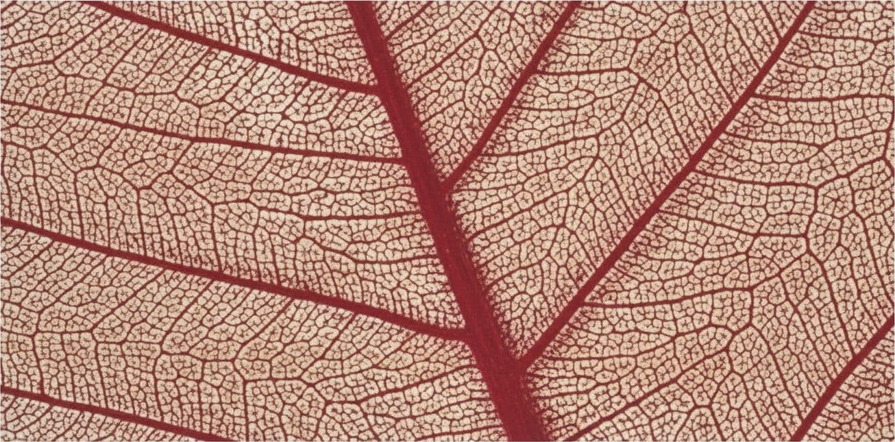 RAYHER - 8 PEZZI - SCHELETRO DI FOGLIA "WILLOW" 6-10CM - COLORE ROSSO