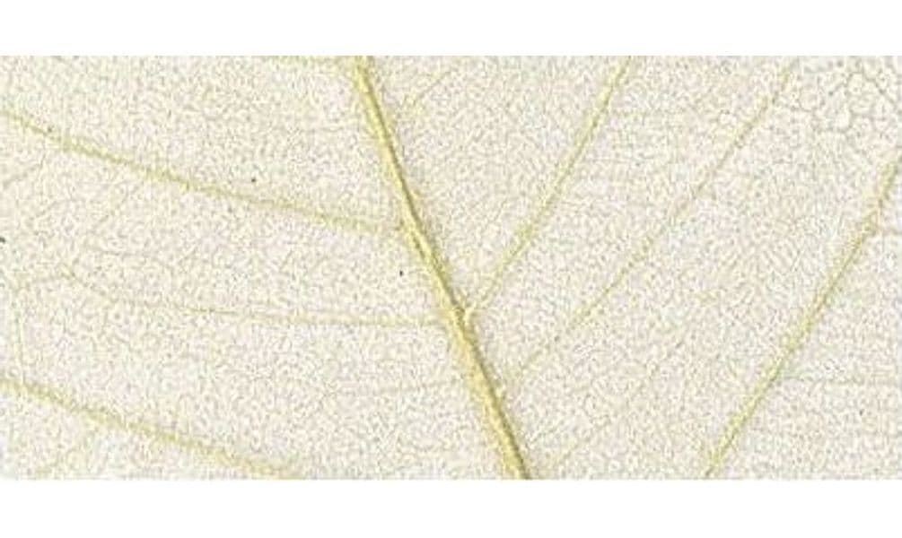 RAYHER - 8 PEZZI - SCHELETRO DI FOGLIA "WILLOW" 6-10CM - COLORE BEIGE