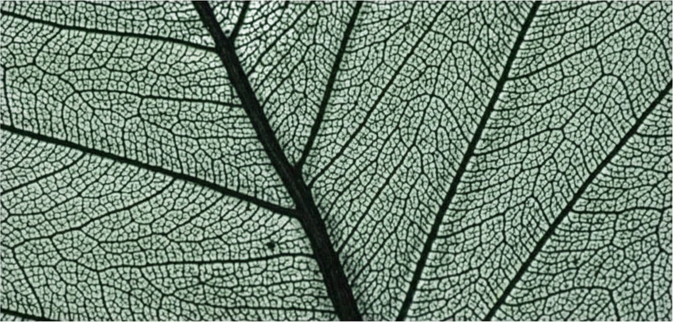 RAYHER - 8 PEZZI - SCHELETRO DI FOGLIA "WILLOW" 6-10CM - COLORE VERDE SCURO