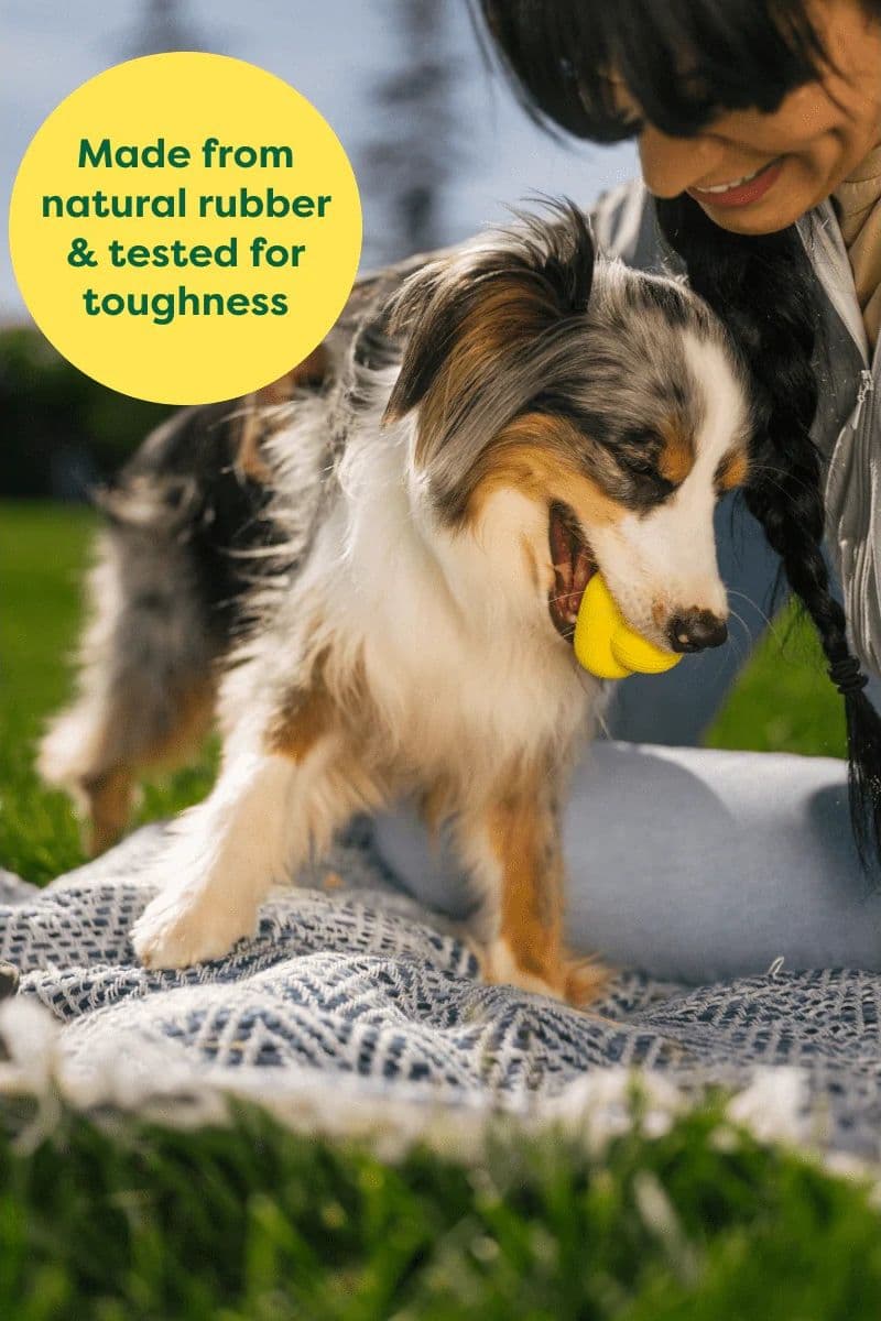 Earth Rated Dog Fetch Toy Gioco per Cani in Palle 101 Market - Poggibonsi, commercioVirtuoso.it