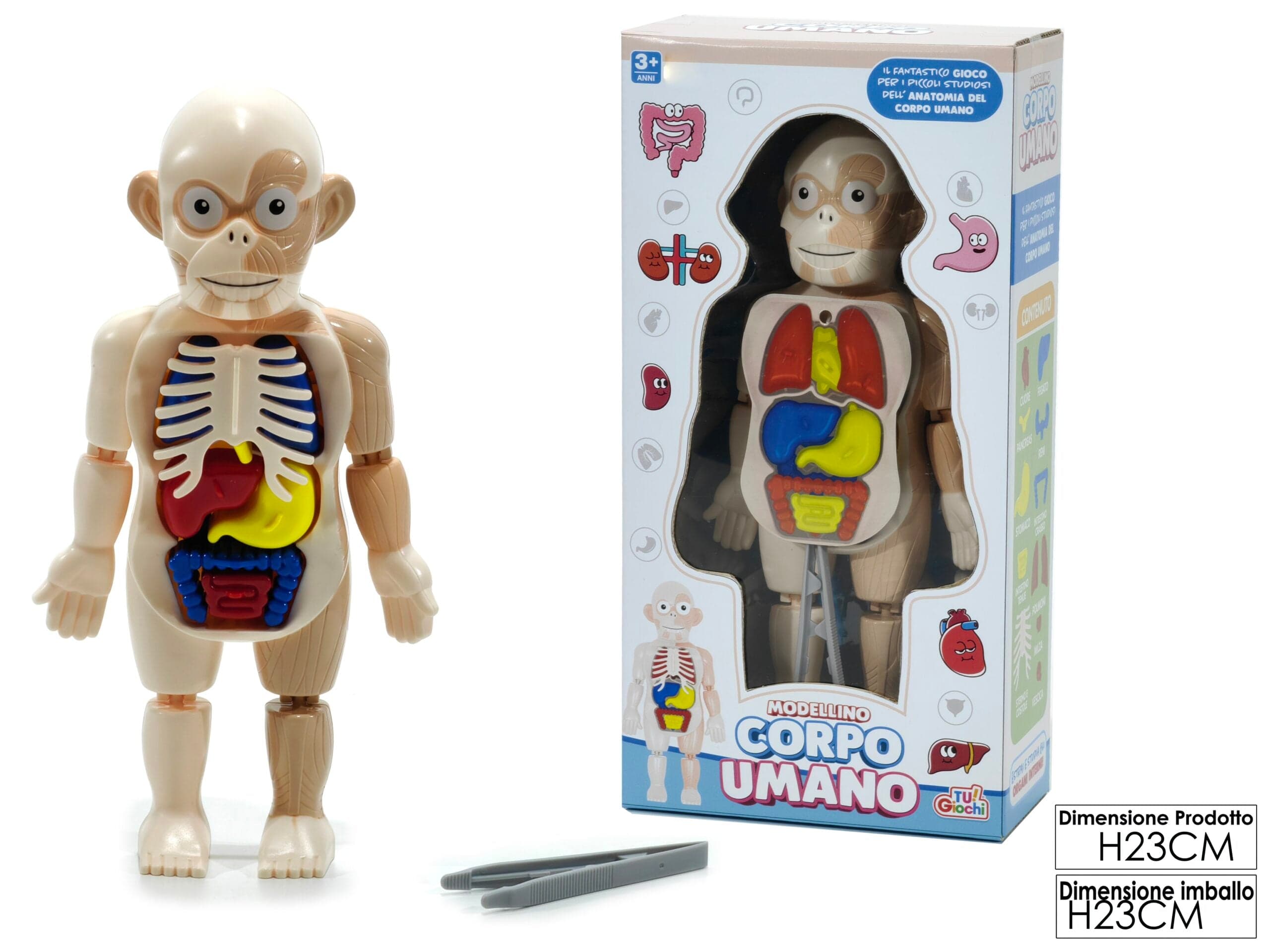 Modellino Corpo Umano in Kit e esperimenti di scienze Save The Money - Rimini, commercioVirtuoso.it