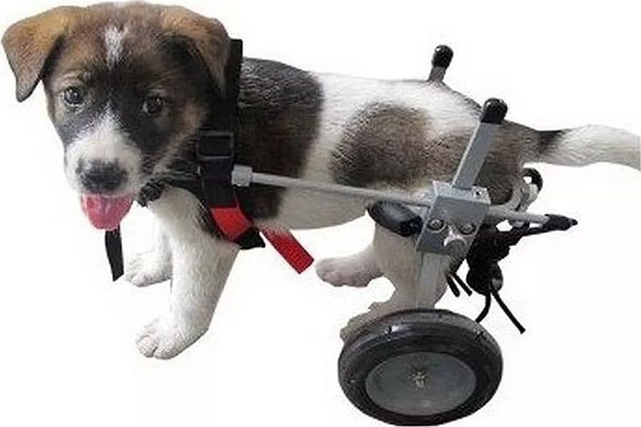 CARRELLO SEDIA A ROTELLE PER CANI DISABILI in Cura di anche e articolazioni 101 Market - Poggibonsi, commercioVirtuoso.it