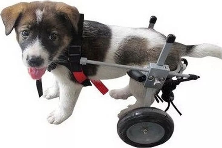 CARRELLO SEDIA A ROTELLE PER CANI DISABILI in Cura di anche e articolazioni 101 Market - Poggibonsi, commercioVirtuoso.it