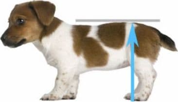 CARRELLO SEDIA A ROTELLE PER CANI DISABILI in Cura di anche e articolazioni 101 Market - Poggibonsi, commercioVirtuoso.it