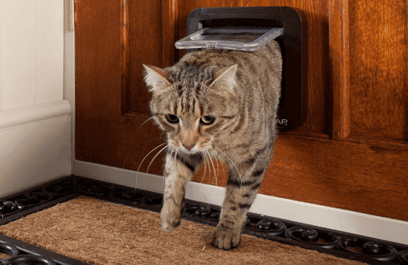 Gattaiola basculante con microchip per gatti Cat Flap in Porte 101 Market - Poggibonsi, commercioVirtuoso.it