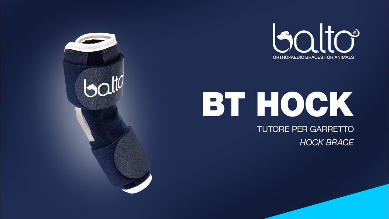 Tutore del Garretto per cani Bt Hock in Cura di anche e articolazioni 101 Market - Poggibonsi, commercioVirtuoso.it