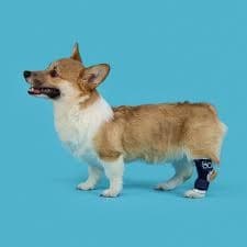 Tutore del Garretto per cani Bt Hock in Cura di anche e articolazioni 101 Market - Poggibonsi, commercioVirtuoso.it
