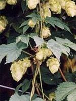Tsa humulus lupulus 50ml