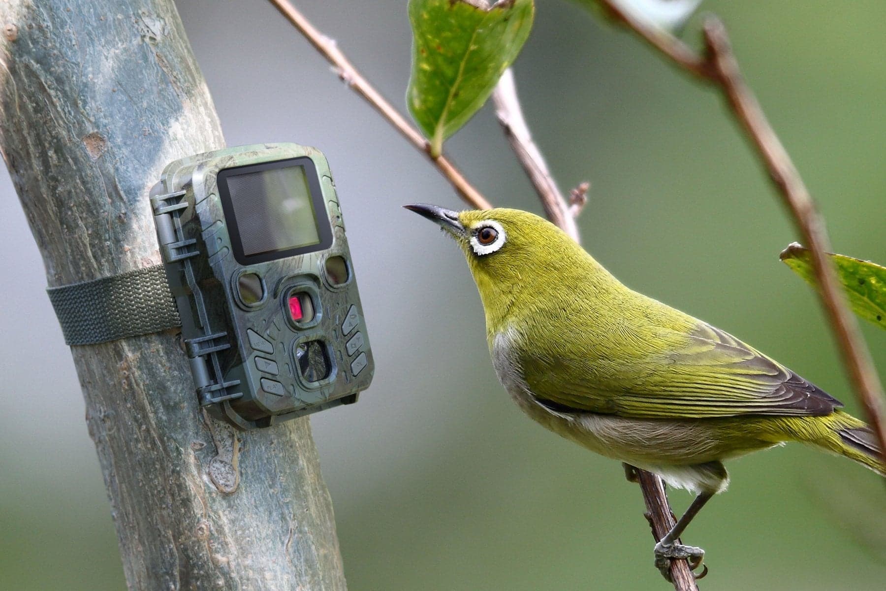 Camera Wild 1080P 12MP IP56 PIR IR 18m per Osservazione Fauna, TX-117 in Macchine fotografiche da caccia Scontolo.net - Potenza, commercioVirtuoso.it