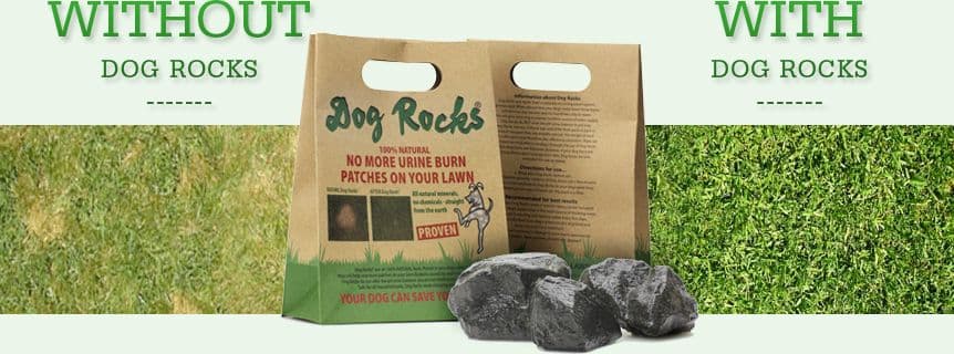 Pietra naturale Dog Rocks in Assortimento articoli di gioielleria 101 Market - Poggibonsi, commercioVirtuoso.it
