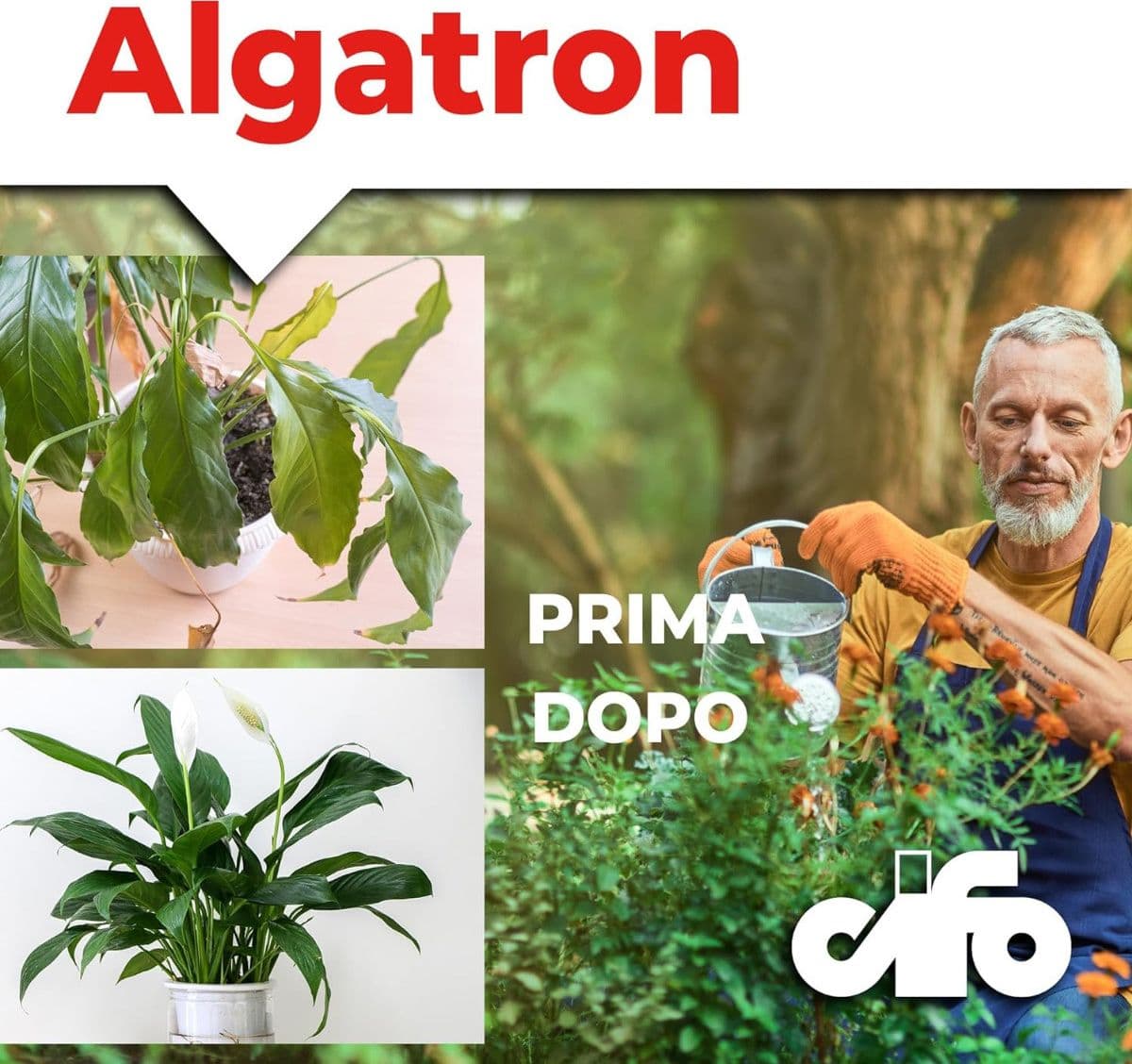 Cifo Algatron – Energia pura per tutte le piante in Fertilizzanti per piante da frutto Masterbrico - Longobardi, commercioVirtuoso.it