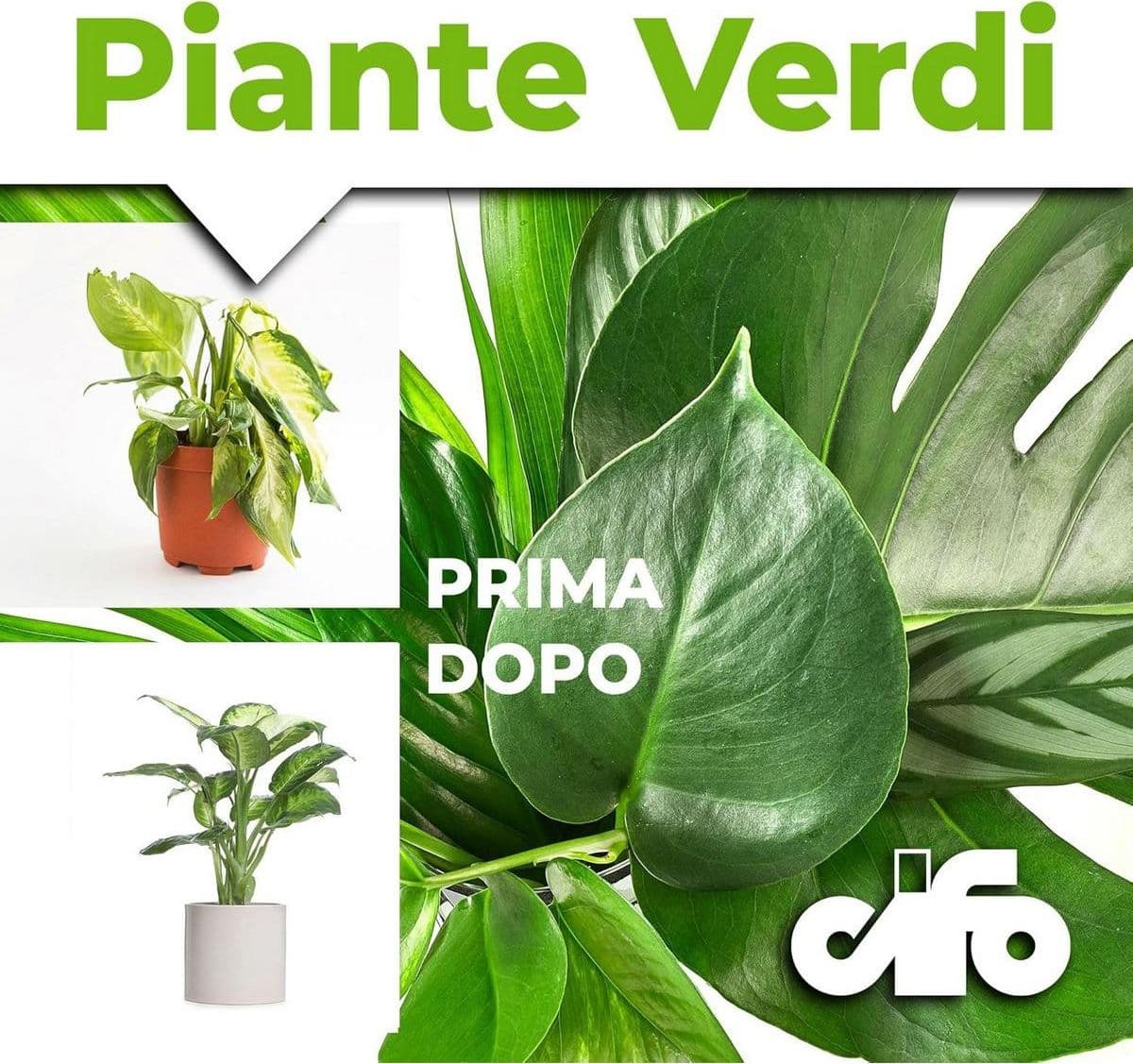 Cifo Concime liquido – Piante verdi ornamentali 1 kg in Fertilizzanti multiuso Masterbrico - Longobardi, commercioVirtuoso.it