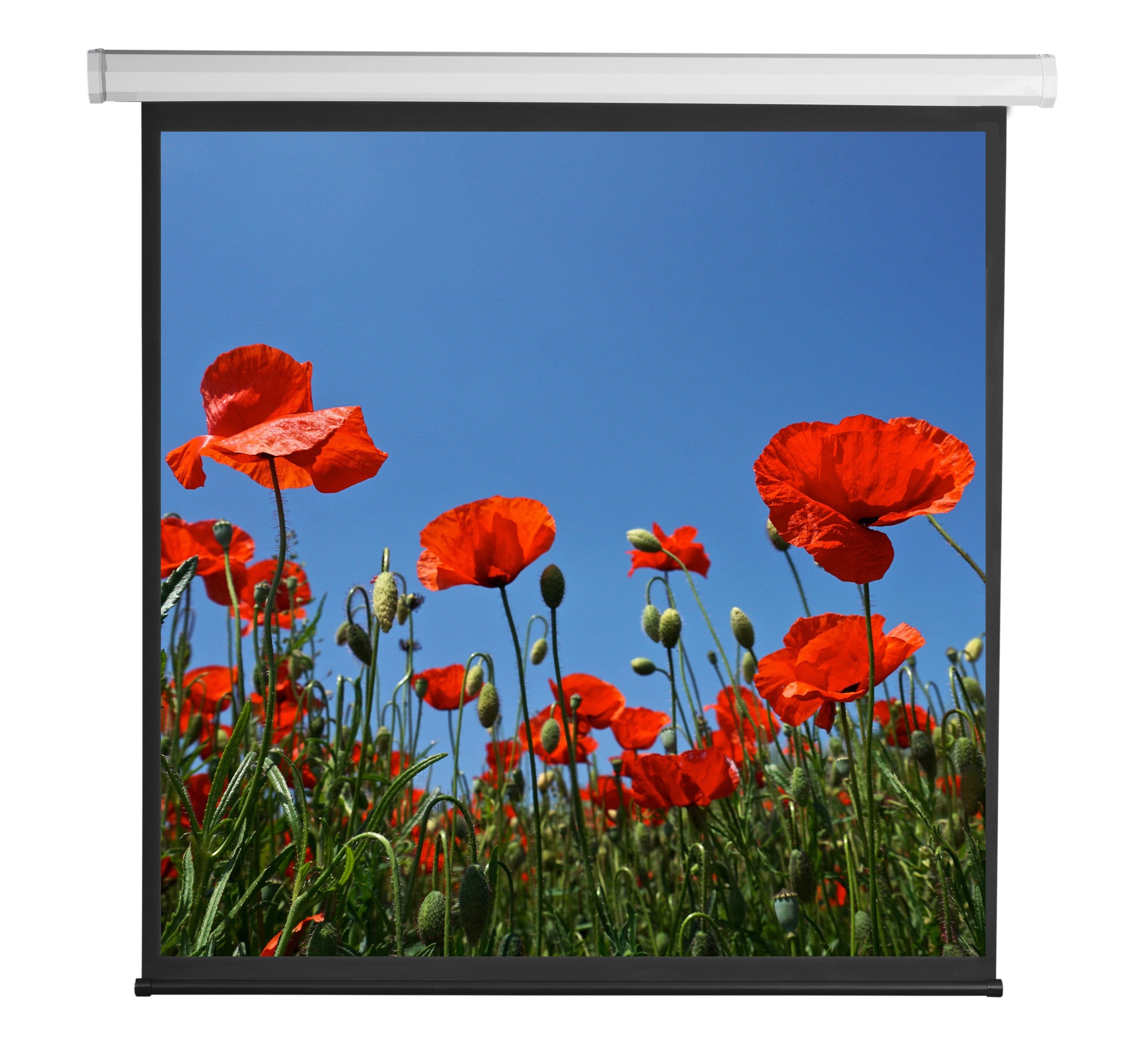 Schermo di Proiezione Motorizzato 112'' 200x200 PSA-112-2 in Schermi di proiezione Scontolo.net - Potenza, commercioVirtuoso.it