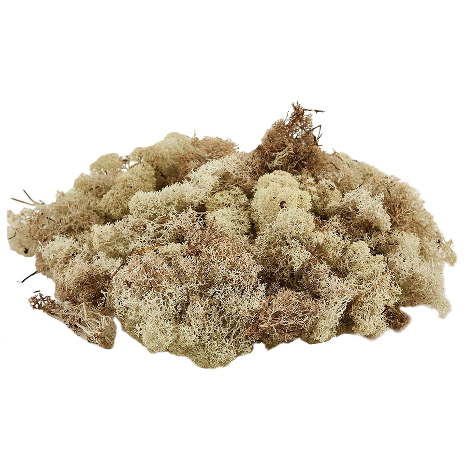 Muschio lichene tappeto naturale per presepe decorazione natalizia da 1kg in Statuine e fondali per il presepe MagiediNatale.it - Altamura, commercioVirtuoso.it