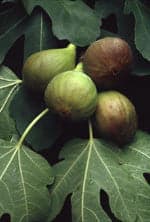 Msa ficus carica 50ml in Multivitamine e minerali Clubfarma - Melilli, commercioVirtuoso.it
