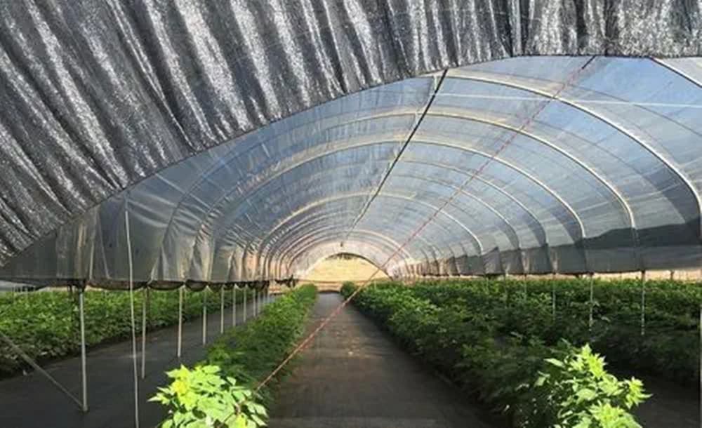 RETE ANTI ERBA TELO PACCIAMATURA PER ORTO GIARDINO SERRA 1.5X10MT RESISTENTE 023297 in Barriere di tessuto per erbacce Trade Shop italia - Napoli, commercioVirtuoso.it