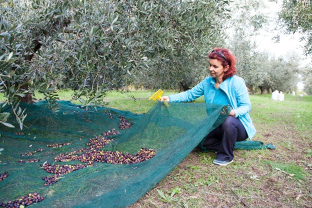 SET 3PZ RETE PER RACCOLTA OLIVE FRUTTA PIANTAGIONI RESISTENTE DUREVOLE 3X8MT VERDE 222270 in Reti protettive Trade Shop italia - Napoli, commercioVirtuoso.it