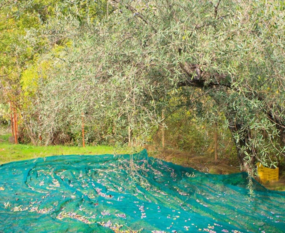 SET 3PZ RETE PER RACCOLTA OLIVE FRUTTA PIANTAGIONI 4X6MT RESISTENTE DUREVOLE VERDE 222272 in Reti protettive Trade Shop italia - Napoli, commercioVirtuoso.it
