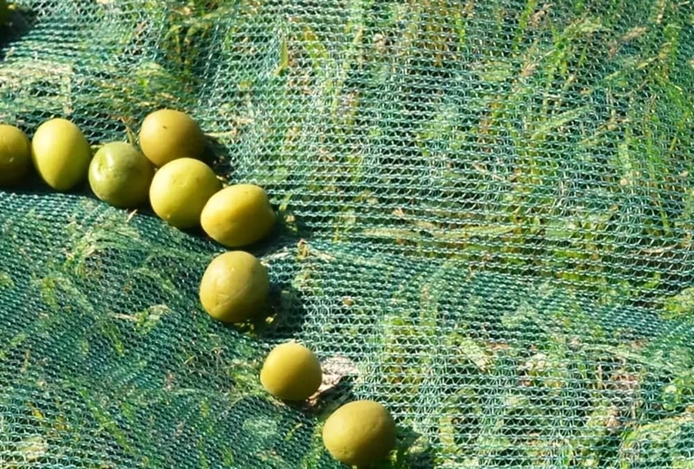 SET 3PZ RETE PER RACCOLTA OLIVE FRUTTA PIANTAGIONI 4X6MT RESISTENTE DUREVOLE VERDE 222272 in Reti protettive Trade Shop italia - Napoli, commercioVirtuoso.it