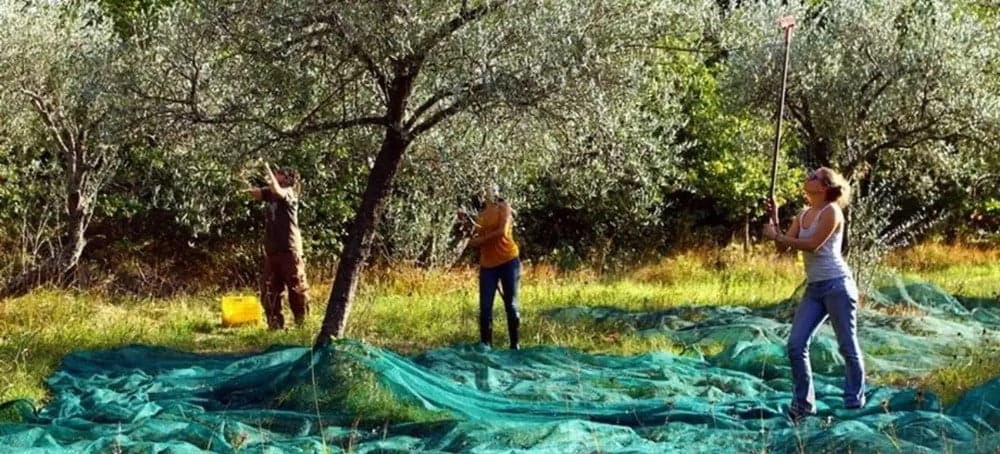SET 3PZ RETE PER RACCOLTA OLIVE FRUTTA PIANTAGIONI 4X6MT RESISTENTE DUREVOLE VERDE 222272 in Reti protettive Trade Shop italia - Napoli, commercioVirtuoso.it