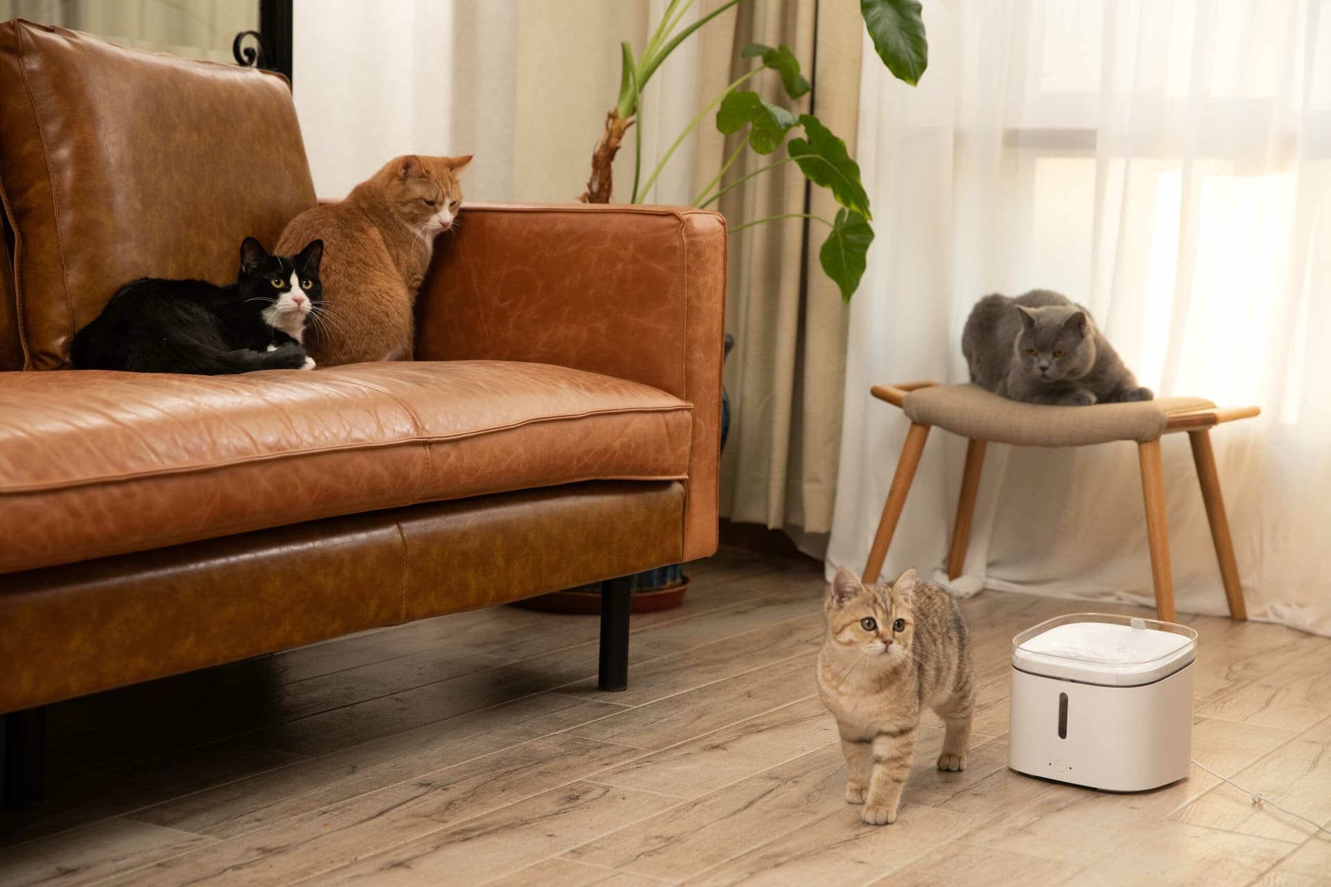 Fontana per gatti smart Xiaomi in Fontanelle 101 Market - Poggibonsi, commercioVirtuoso.it