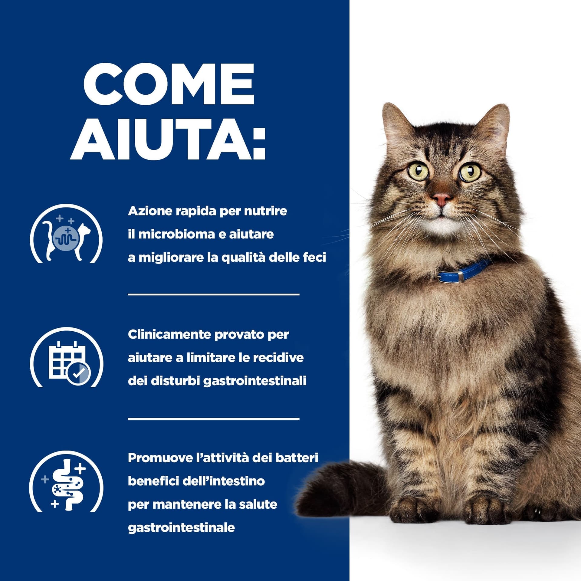Hill's Prescription Diet Gastrointestinal Biome umido Gatti Adulti pollo e verdure 82 gr in Secco 101 Market - Poggibonsi, commercioVirtuoso.it