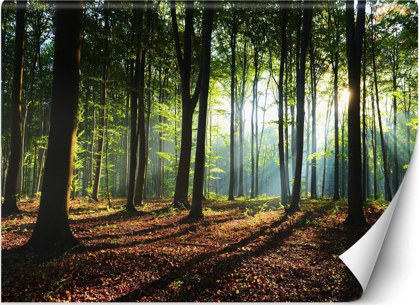 Carta Da Parati, Mattina in una foresta