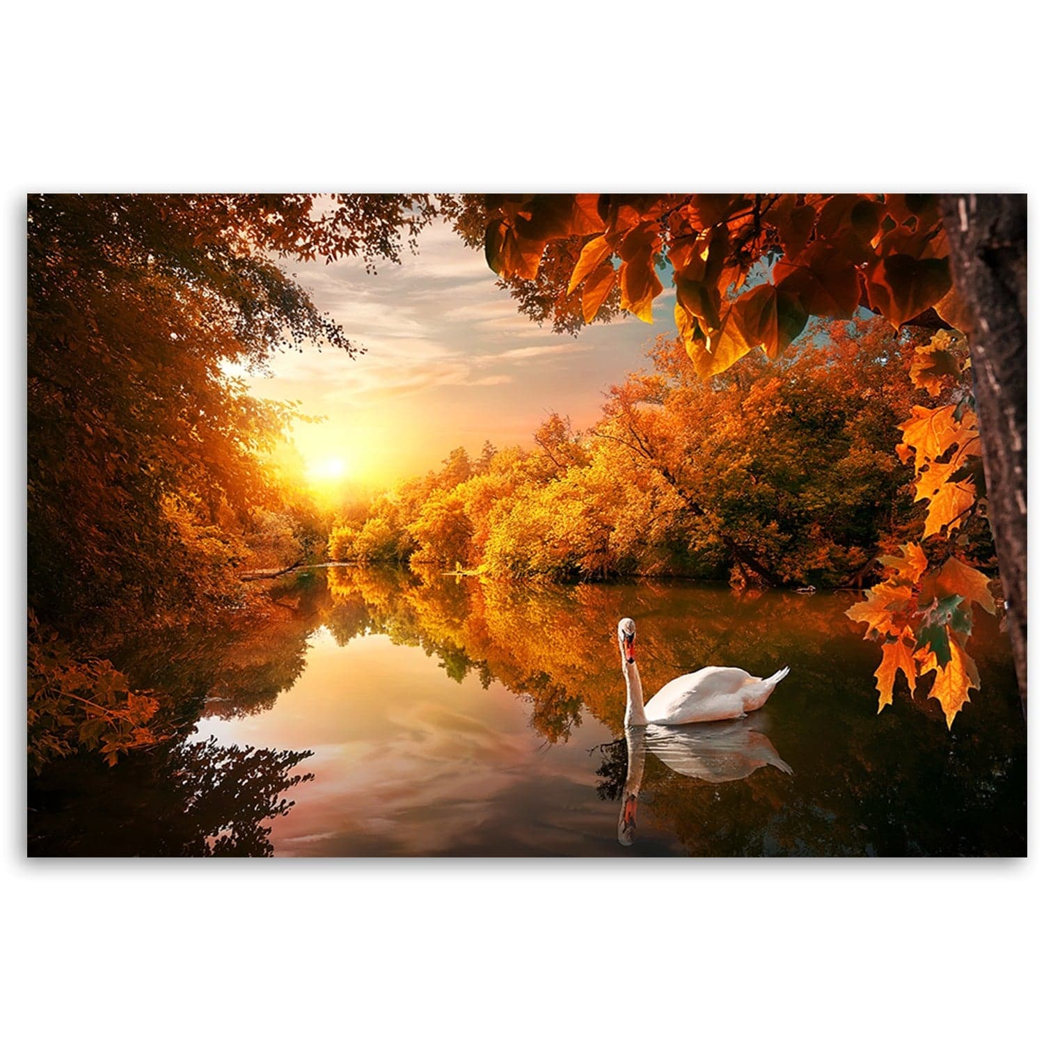 Quadro su tela, Cigno sullo stagno autunno in Poster e stampe Collezione Casa - Trebisacce, commercioVirtuoso.it