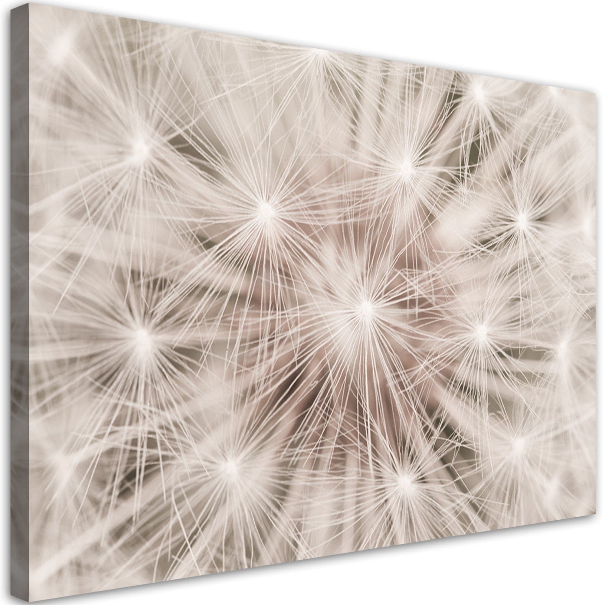 Quadro su tela, Dentelione fiori natura macro in Poster e stampe Collezione Casa - Trebisacce, commercioVirtuoso.it