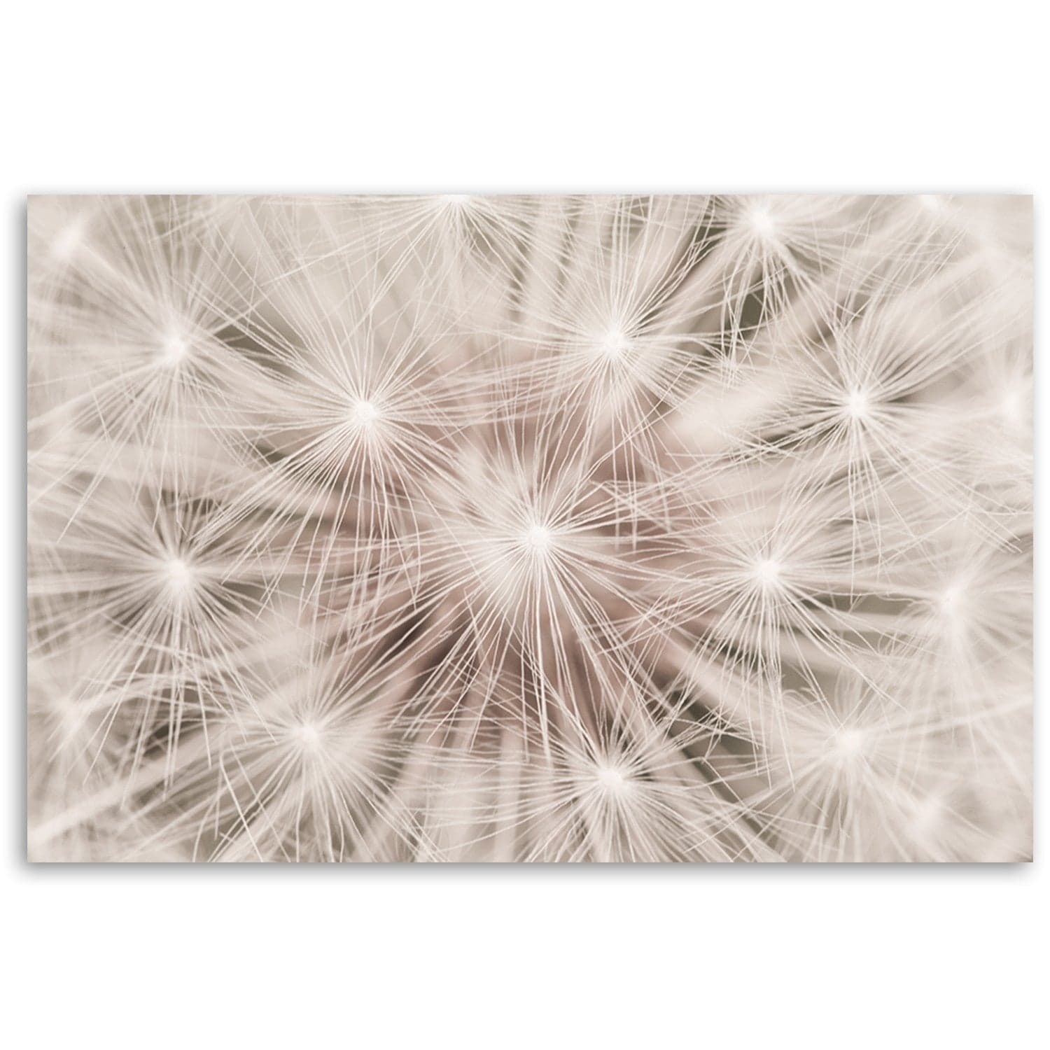 Quadro su tela, Dentelione fiori natura macro in Poster e stampe Collezione Casa - Trebisacce, commercioVirtuoso.it