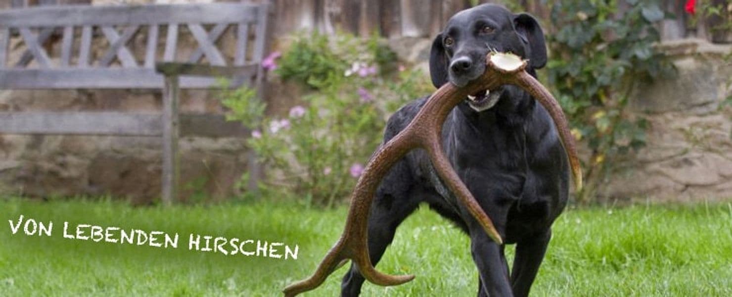Corna di cervo intero per cani da masticare in Giochi da masticare 101 Market - Poggibonsi, commercioVirtuoso.it
