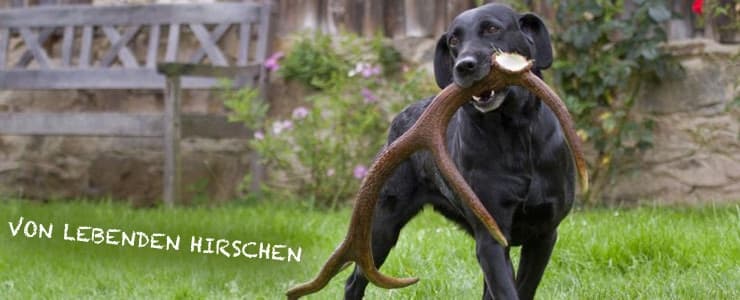 Corna di cervo intero per cani da masticare in Giochi da masticare 101 Market - Poggibonsi, commercioVirtuoso.it