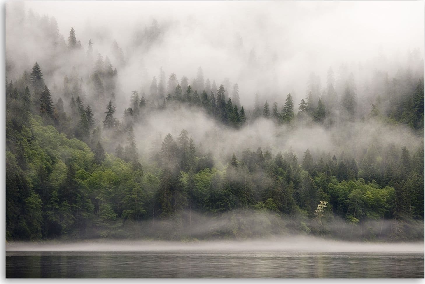 Quadro su tela, Foresta nella nebbia in Poster e stampe Collezione Casa - Trebisacce, commercioVirtuoso.it
