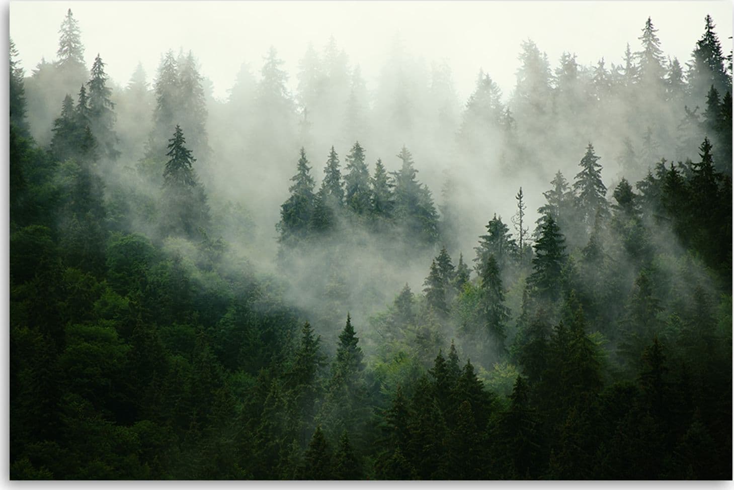 Quadro su tela, Foresta nella nebbia in Poster e stampe Collezione Casa - Trebisacce, commercioVirtuoso.it