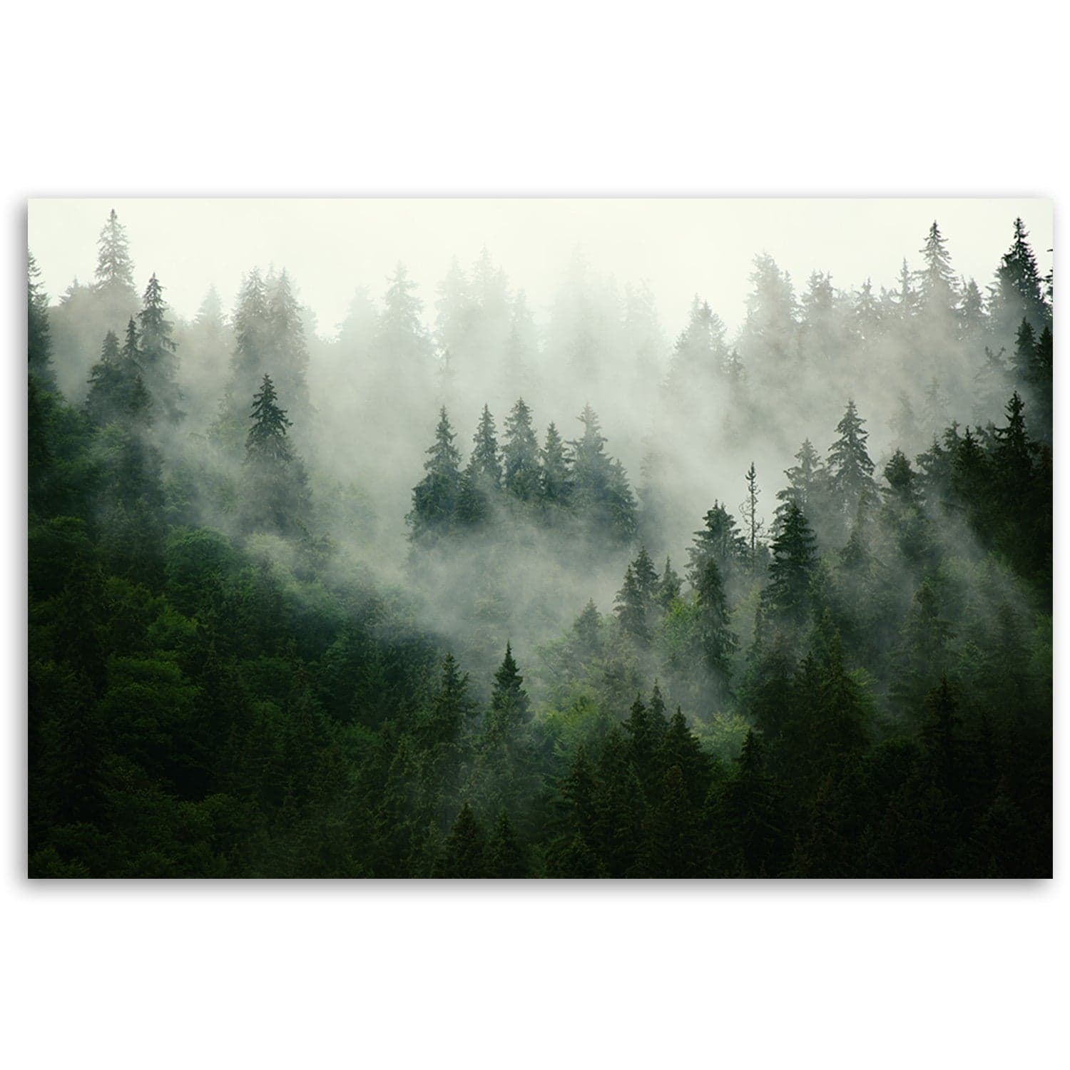 Quadro su tela, Foresta nella nebbia in Poster e stampe Collezione Casa - Trebisacce, commercioVirtuoso.it