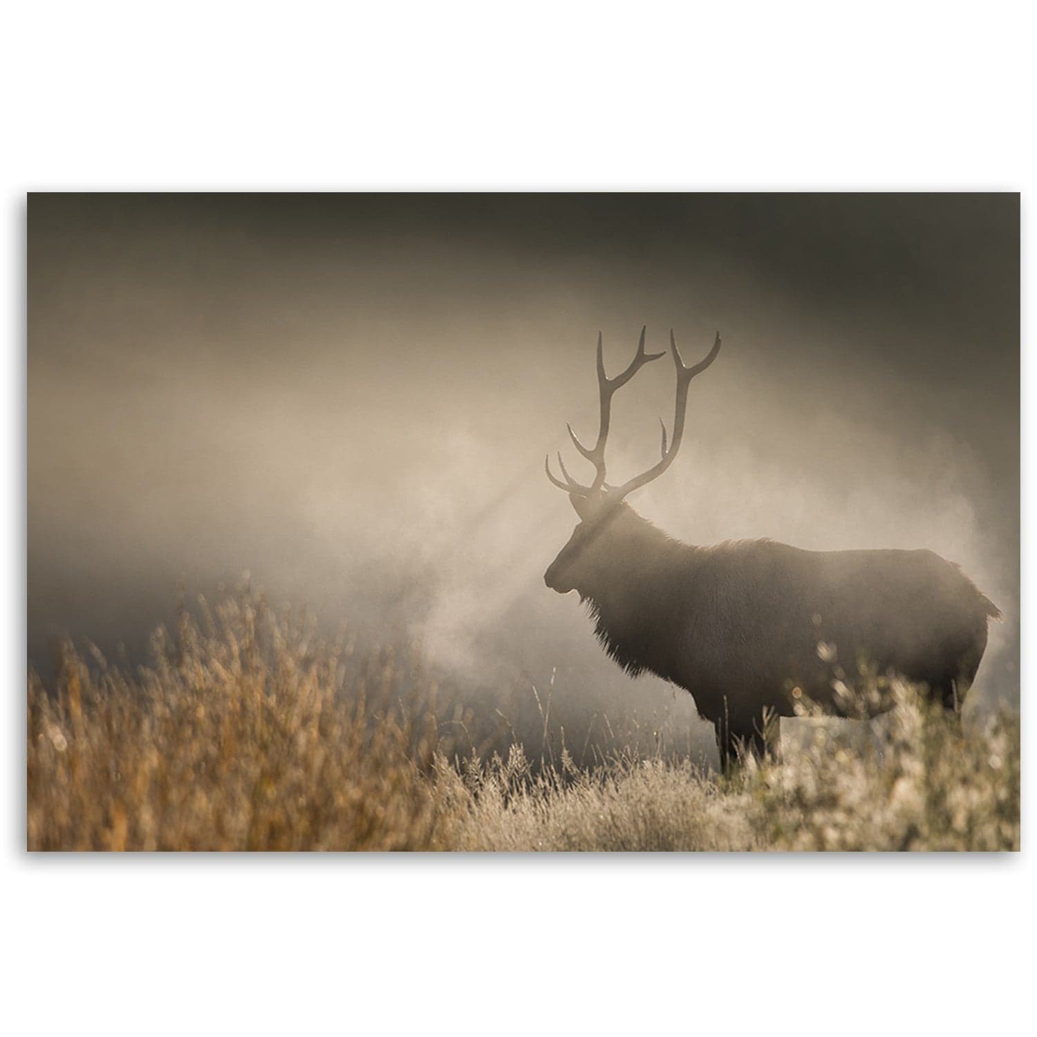 Quadro su tela, Jeleń nella natura nebbia in Poster e stampe Collezione Casa - Trebisacce, commercioVirtuoso.it