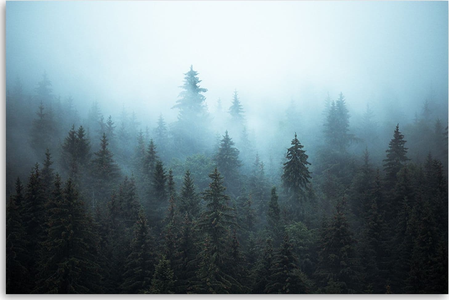 Quadro su tela, Foresta nella nebbia in Poster e stampe Collezione Casa - Trebisacce, commercioVirtuoso.it