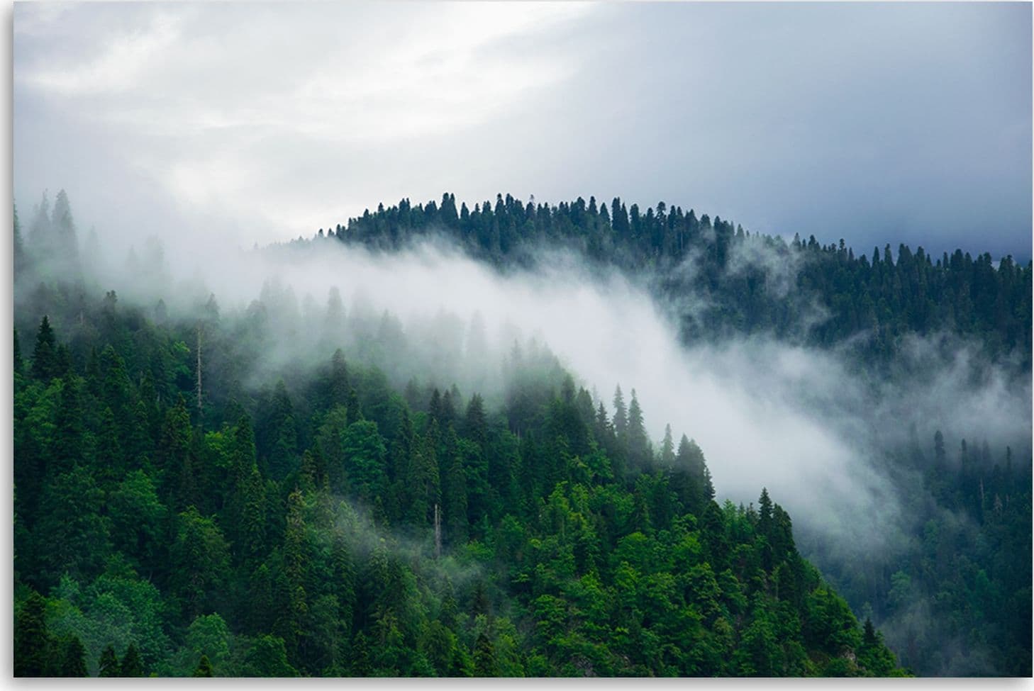Quadro su tela, Foresta nella nebbia in Poster e stampe Collezione Casa - Trebisacce, commercioVirtuoso.it